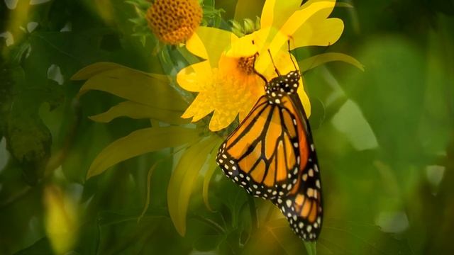 С Добрым Утром! Хорошего Вторника! Самое Красивое Пожелание Доброго Утра! Музыкальная Открытка смотреть онлайн