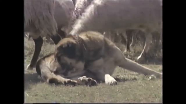 Spanish Mastiff protect Sheep from Wolves смотреть онлайн