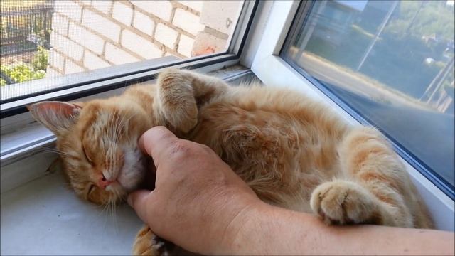 Кот солнце смотреть онлайн