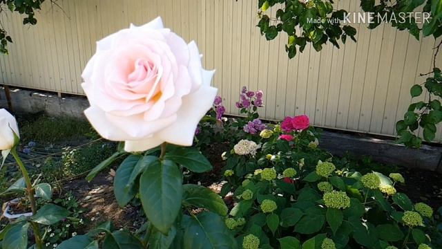 Роза Александр Пушкин, описание сорта, мой опыт выращивания смотреть онлайн