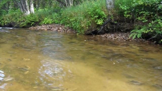 Здесь горбуша мечет икру смотреть онлайн