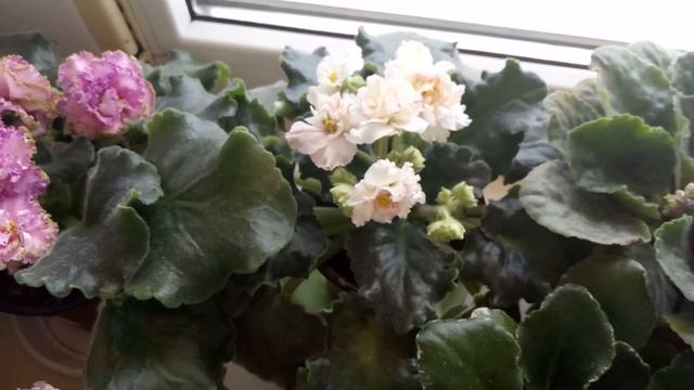 МОЙ ОПЫТ ВЫРАЩИВАНИЯ ФИАЛОК !УСПЕШНЫЙ РЕЗУЛЬТАТ !!! смотреть онлайн