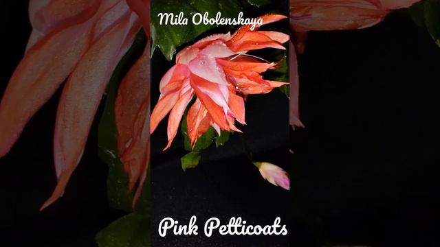 Pink Petticoats