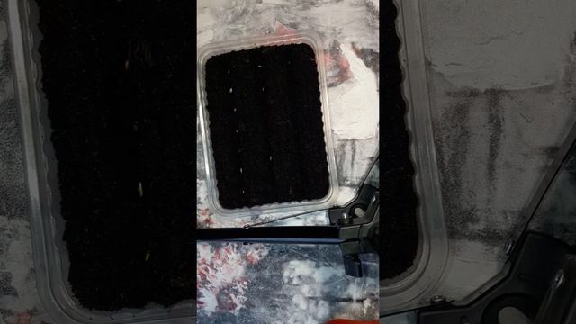 Посадка перца. Подарок Молдовы. смотреть онлайн