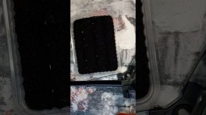 Посадка перца. Подарок Молдовы.