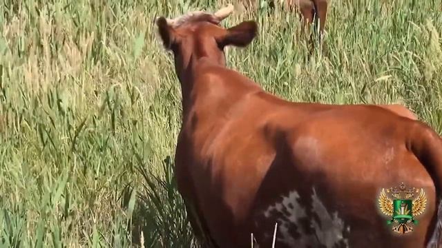 Амброзия полыннолистная – опасный карантинный сорняк смотреть онлайн