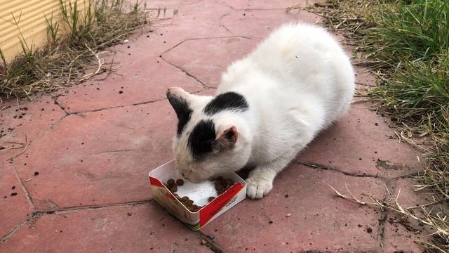 White Kitten Hungry For Food | Cats And Kittens смотреть онлайн