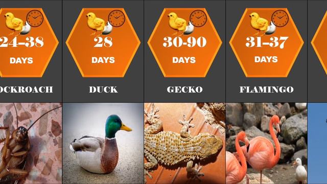 how long to hatch 🥚👉 🐣 | how long does it take different eggs to hatch | comparison смотреть онлайн