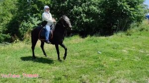 Конный Рынок, Чечня, Грозный, Лошади, Туман.