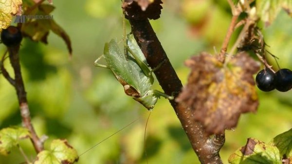 Как стрекочет кузнечик. Ultra HD. AllVideo