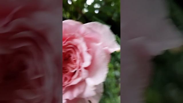 🇬🇪...Rose de Tolbiac. смотреть онлайн