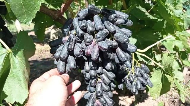 Виноград АВАТАР на обычной 