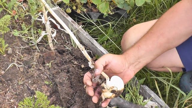 Первый урожай 2022 - Рокамболь — . Один из самых экзотических родственников чеснока и лука. смотреть онлайн