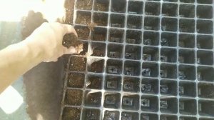 Декоративная капуста. Посев и подбор сроков.