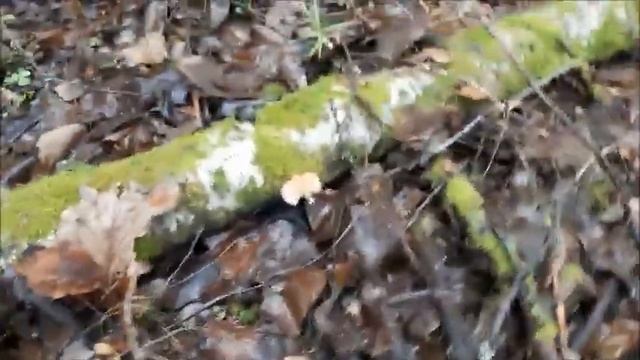 Последние грибы сезона ??? смотреть онлайн