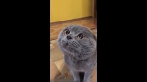 Кот говорит: "Голова моя болит"