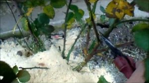 КАКИЕ ПЛЕТИСТЫЕ РОЗЫ НЕ УКРЫВАЮТ НА ЗИМУ