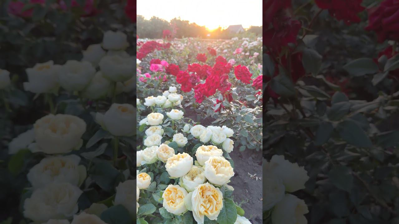 ЛПХ "Розы Бушес". КсенияПредлагаю свой ассортимент саженцев роз и других растений rosebushes.ru смотреть онлайн