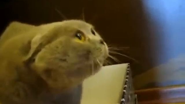 Кот говорит смотреть онлайн