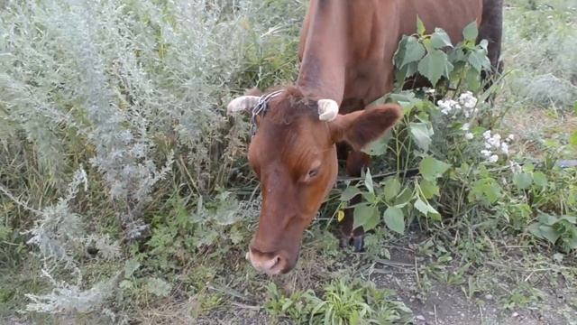 Корова кушает травку на лугу смотреть онлайн