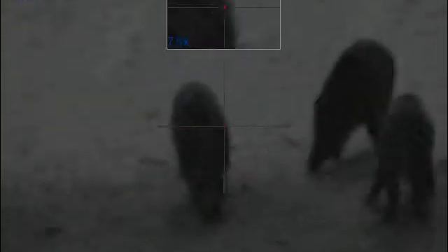 Pulsar N355_01_hunting_of_wild_boar_27.02.2018_CZ смотреть онлайн