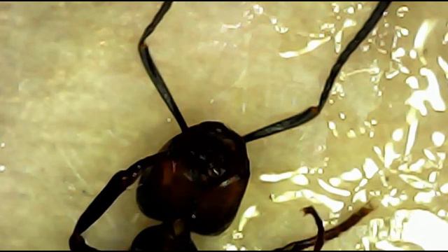 What does an enlarged ant look like(Как выглядит увеличенный муравей) смотреть онлайн