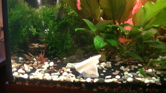 Анциструсы-сомы прилипалы.  Условия содержания. Ancistrus-catfish Clingers. Conditions Of Detention