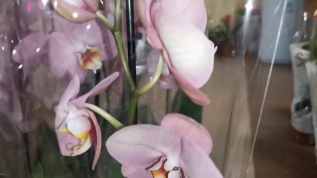 Орхидеи с названиями в магазине Экофлора г. Омск. смотреть онлайн