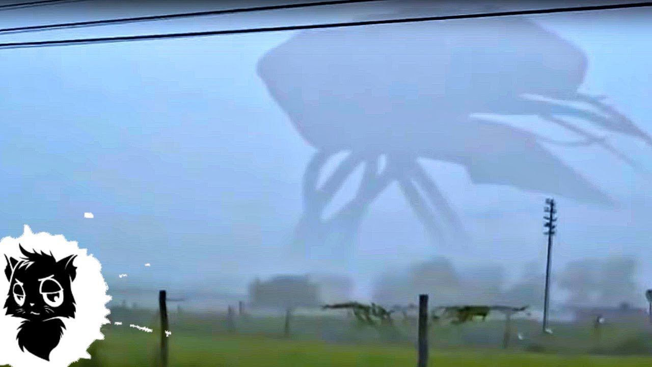 5 ГИГАНТСКИХ МОНСТРОВ СНЯТЫХ НА КАМЕРУ [Черный кот] смотреть онлайн