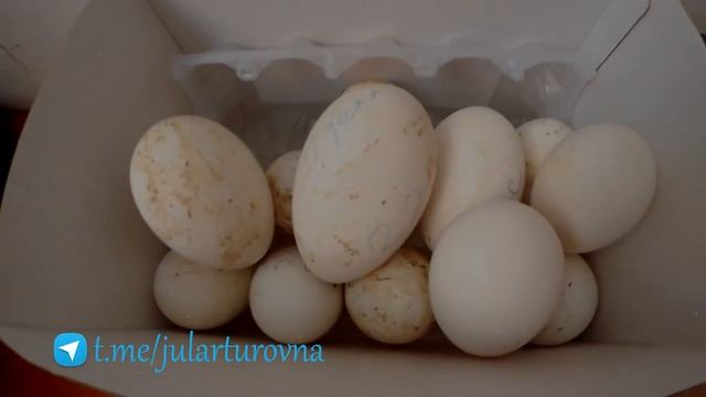 Яйца, яйца, яйца! Сбор Хранение Инкубация // Мое хозяйство смотреть онлайн
