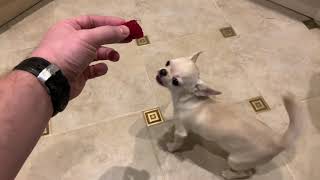 Чихуахуа. Лиза любит малину. смотреть онлайн