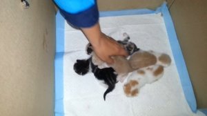 Пытаемся определить пол котят )))