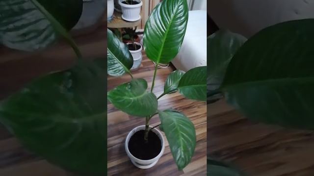 Диффенбахия Зелёная смотреть онлайн