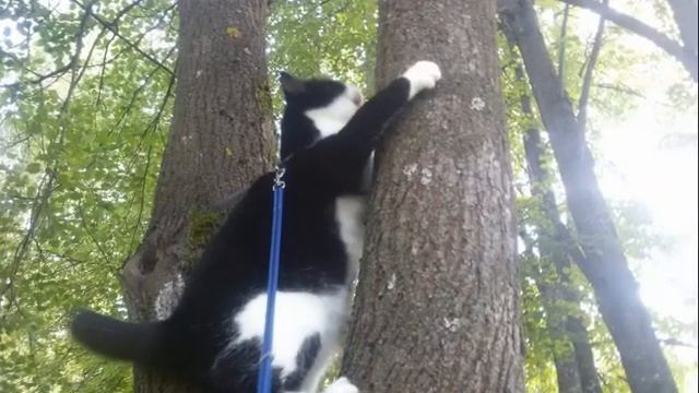 черно- белый кот СТЕПАН 33 смотреть онлайн