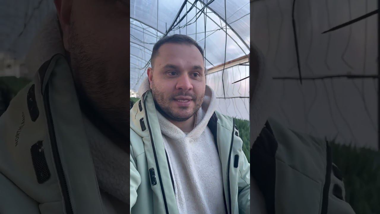 Тюльпанчики растут, цены на них тоже! Делайте бронь заранее! #тюльпаны #тюльпаныоптом