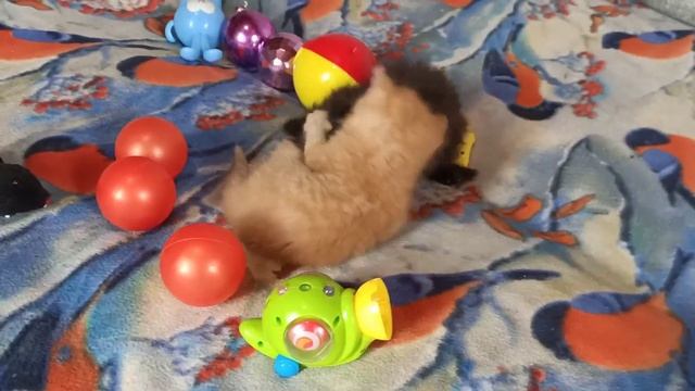 Двое на одного рыжие котята напали на черного ? Kittens Funny