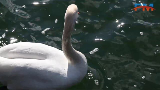 Nikon D780 videotest - FOTOMAG смотреть онлайн