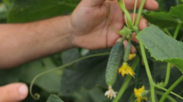 Огурец CP 1513 (Балкан) смотреть онлайн