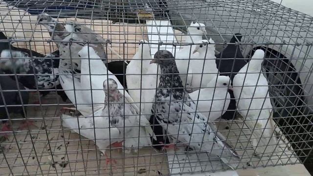 Побывали на ярмарке птицы г. КРОПОТКИН смотреть онлайн