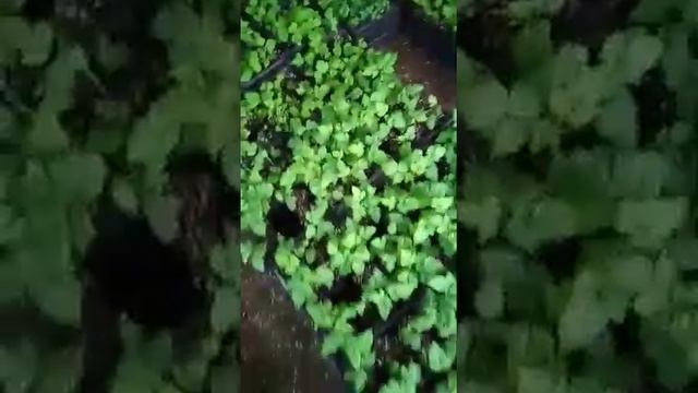 Саженцы малины Блэк Джевел. смотреть онлайн