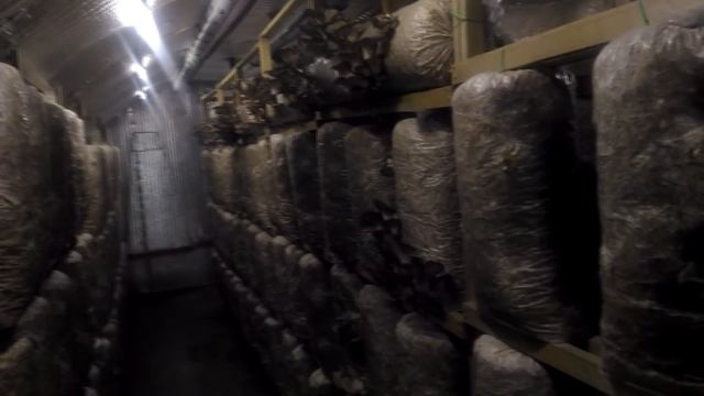 Проектировка помещения для выращивания грибов вишенка. смотреть онлайн