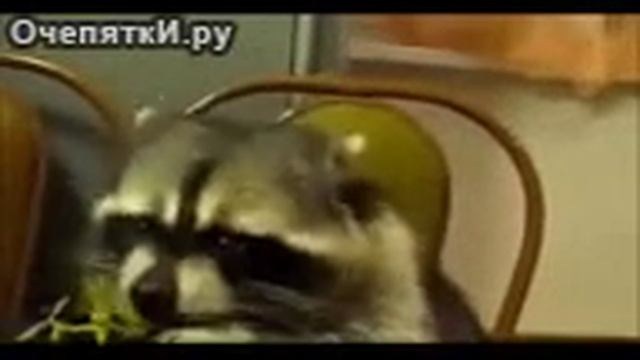 Опасные еноты смотреть онлайн