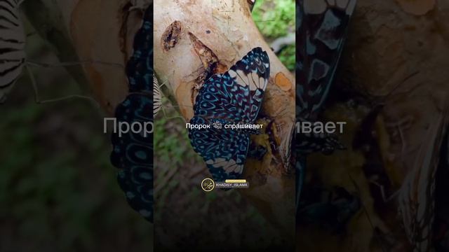 Пророк ещё тогда сказал что это случится #хадис #ислам #религия #вера #грех #allah #тавбу смотреть онлайн