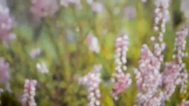 Сергей Васильев .Стихотворение:" Белая берёза смотреть онлайн