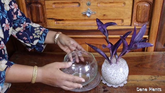 HOW TO GROW DRACAENA PLANT AND PURPLE HEART IN THE WATER WITH GRAVEL ROCKS. смотреть онлайн