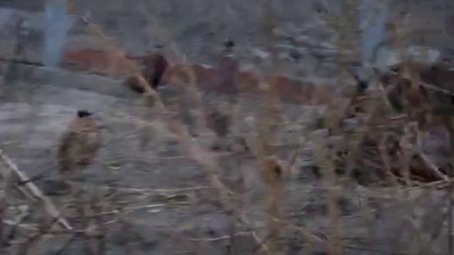 Разведение охотничьего фазана в Украине