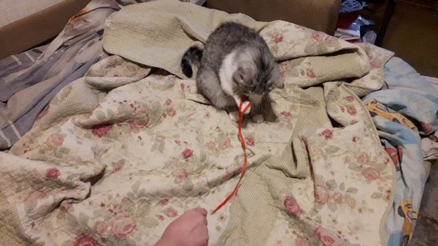 Кошка игрунья! смотреть онлайн