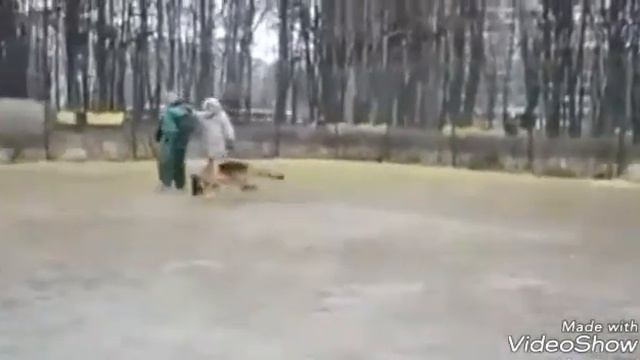 Дрессировка немецкой овчарки Москва в ВАО Терлецкий лесопарк м Новогиреево смотреть онлайн