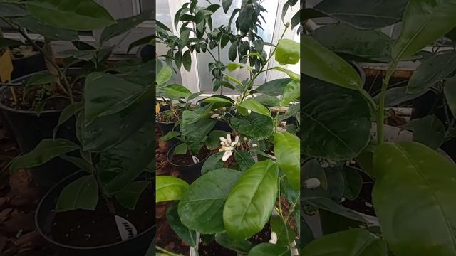 Цитрус БЕРГАМОТ. Citrus bergamia смотреть онлайн