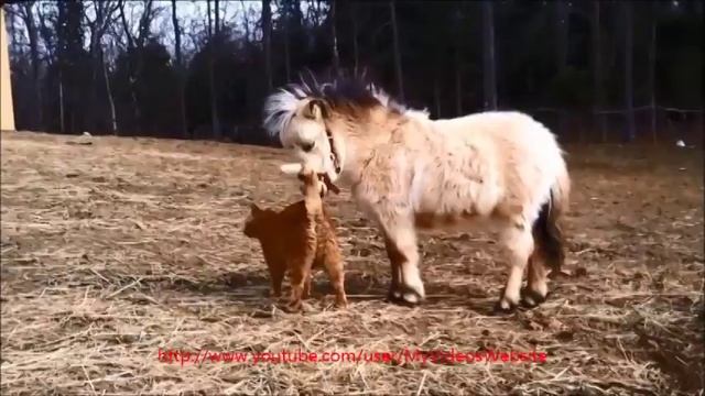 Animals Symphony 1 | Baby sheep, Erinaceus, Dalmatian, Funny Cat, Mini Horse and Racing Parrot смотреть онлайн